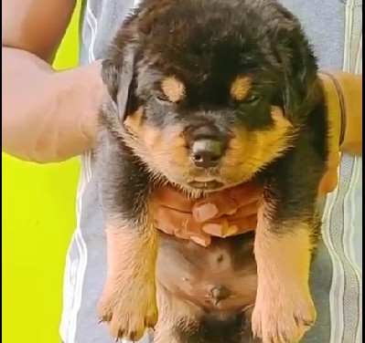 KCI registered rottweiler price in pune