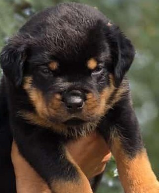 rottweiler puppies for sale online in ahmedabad.