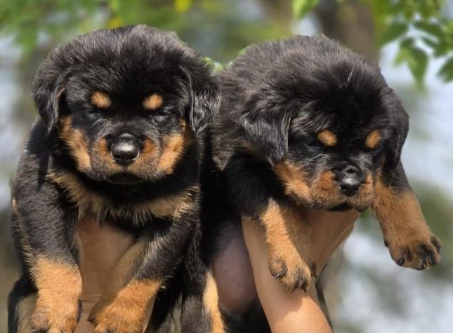 rottweiler dog breeder in ahmedabad.