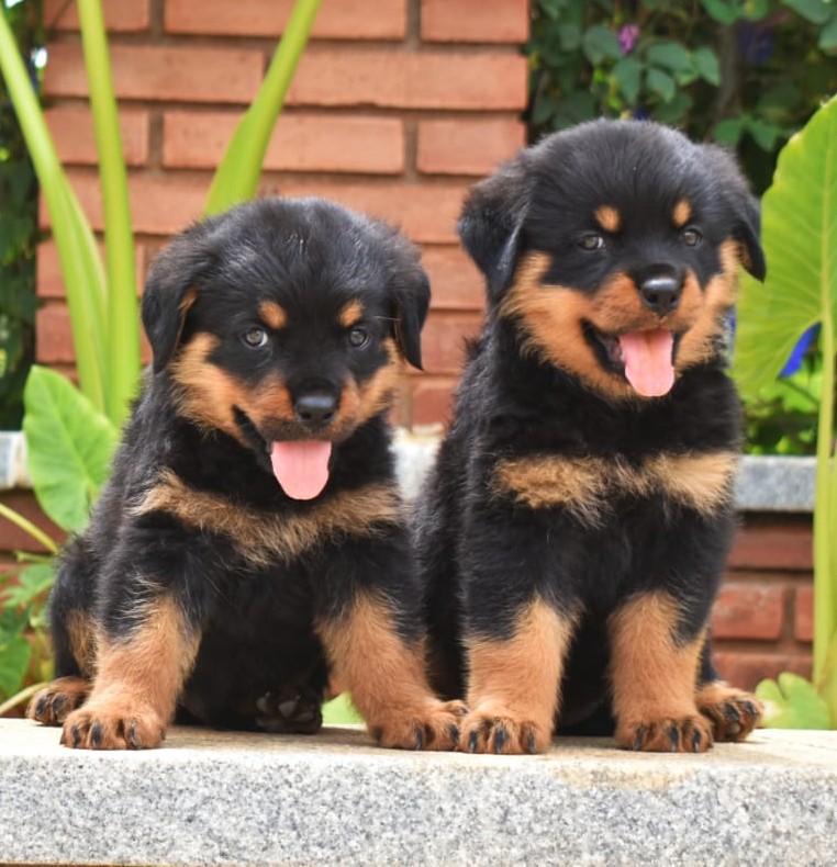 buy purebred rottweiler puppies in ahmedabad.