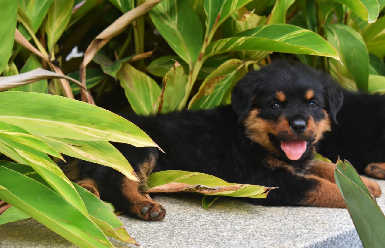 kci registered rottweiler puppy price in ahmedabad.