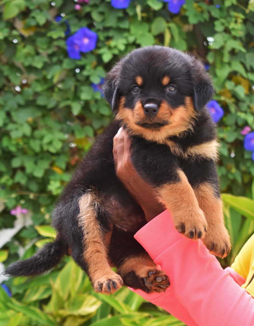 rottweiler dog kennel in ahmedabad.