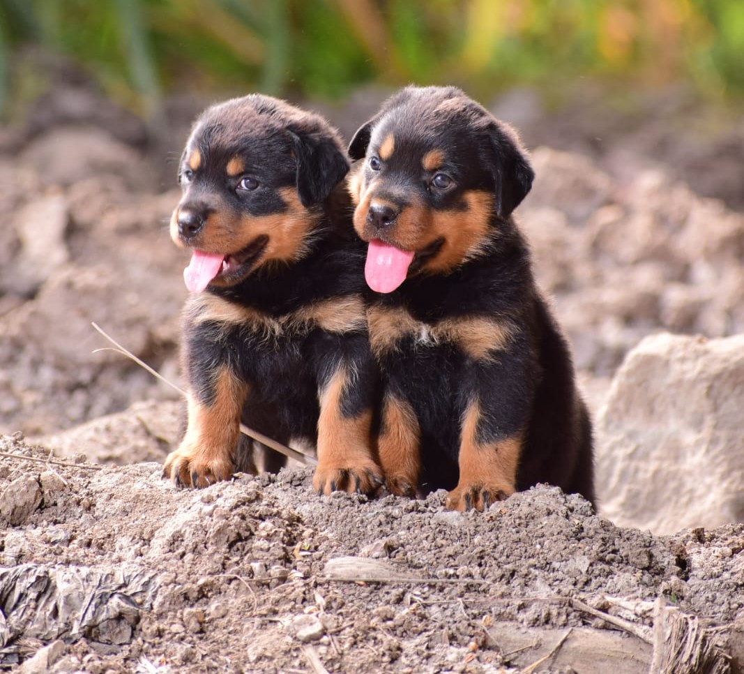 rottweiler dog price in kolkata