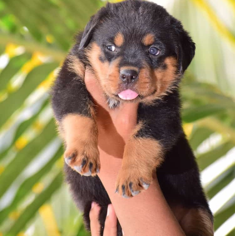 rottweiler dog breeder in kolkata