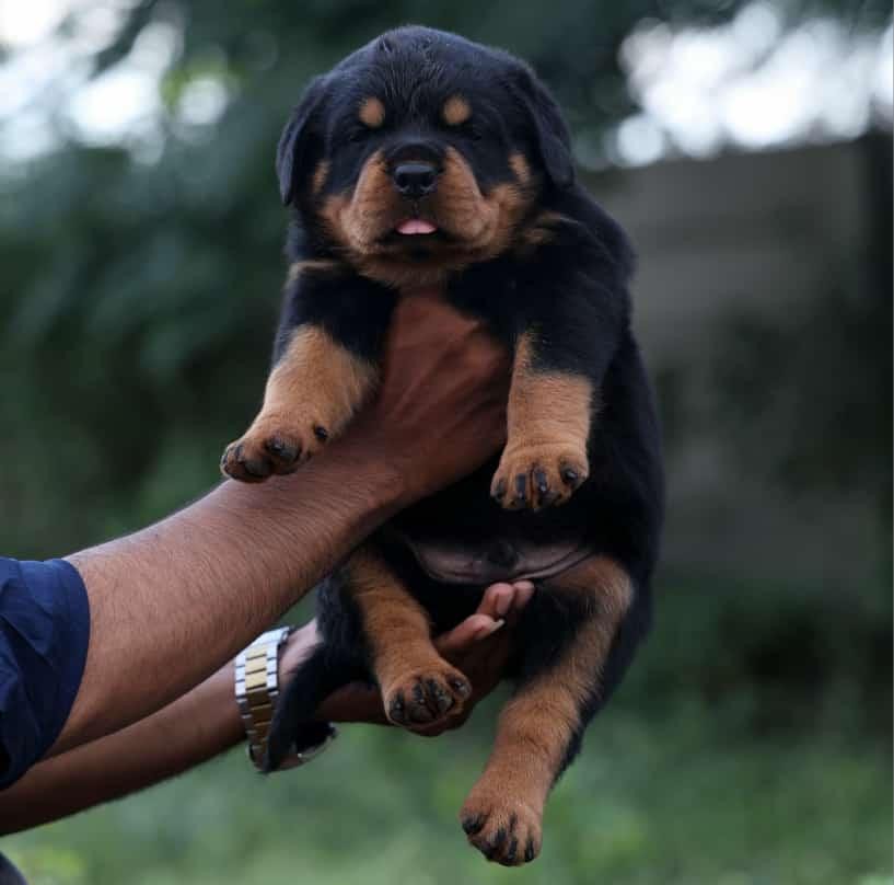 rottweiler puppy for sale in kolkata