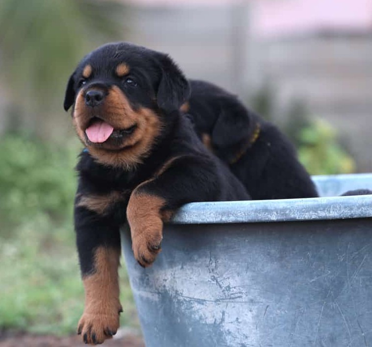 rottweiler price in kolkata