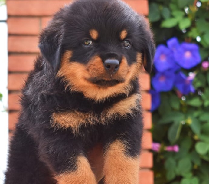 rottweiler dog breeder in hyderabad