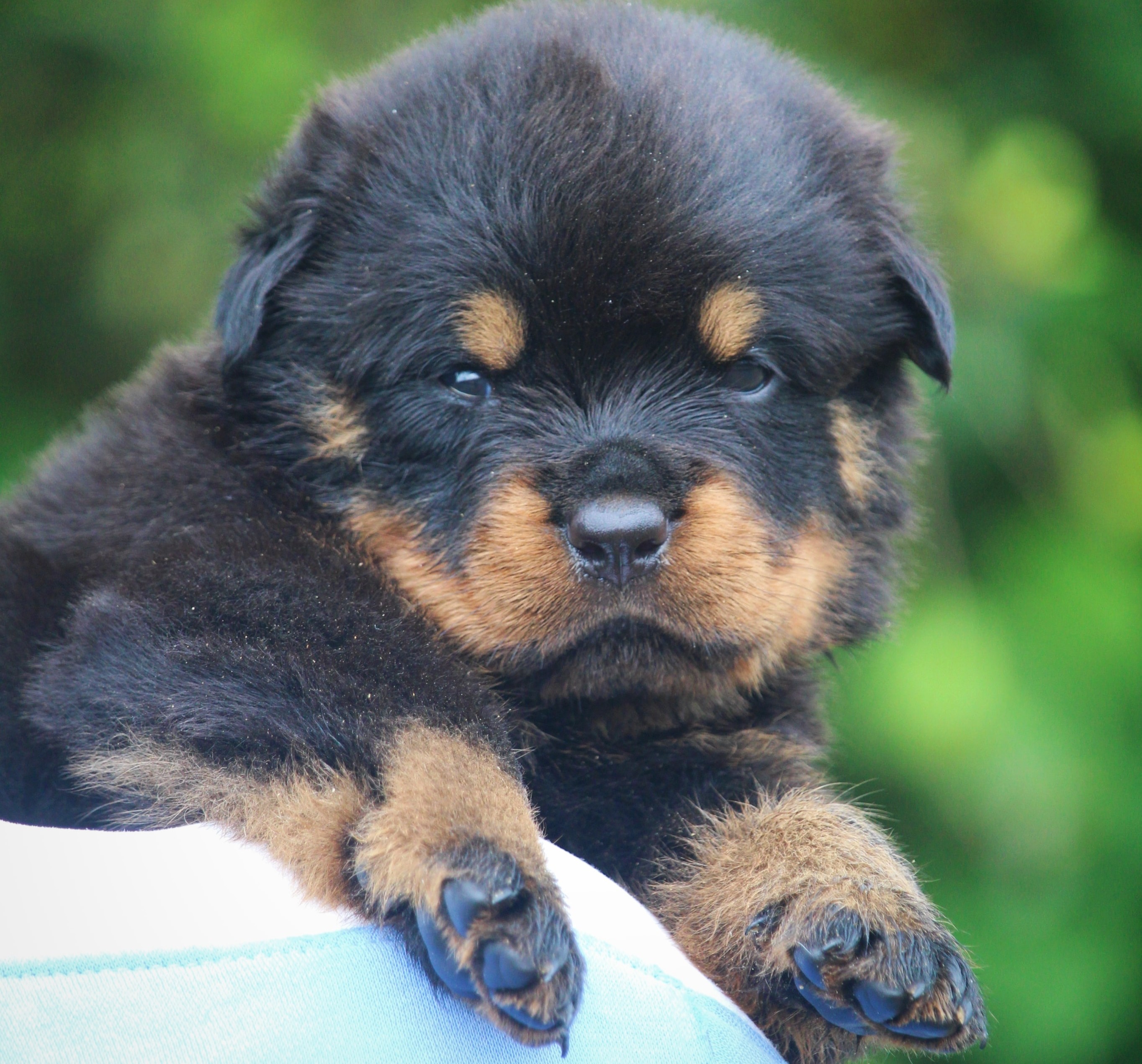 rottweiler dog price in hyderabad