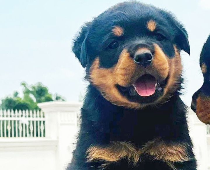 rottweiler puppy price in hyderabad