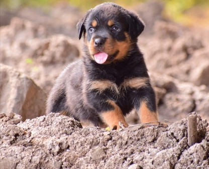 rottweiler dog for sale in hyderabad