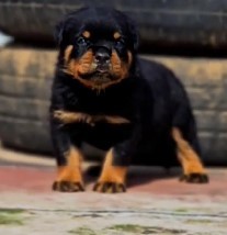 rottweiler puppy for sale in hyderabad