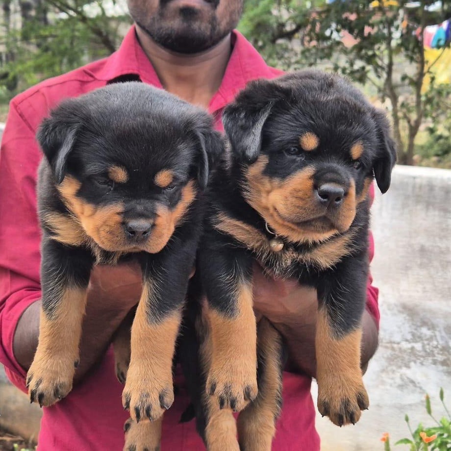 rottweiler dog price in goa