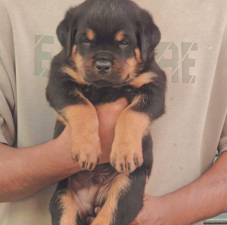 rottweiler dog breeder in goa