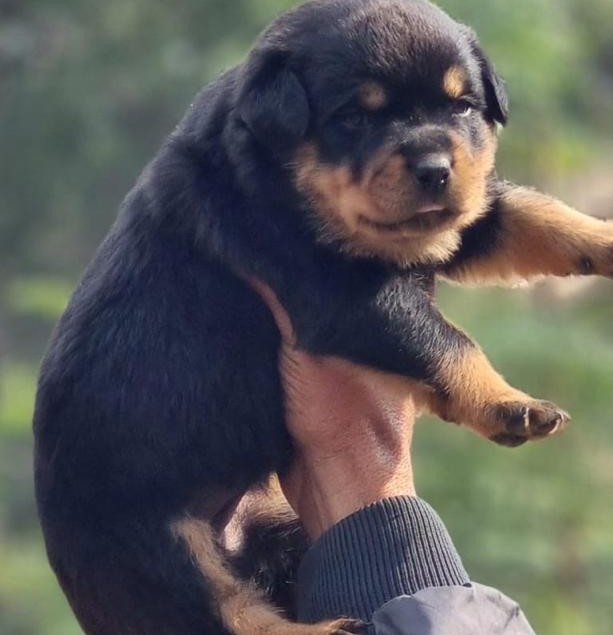 buy rottweiler puppy in goa