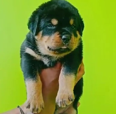 rottweiler dog for sale in goa