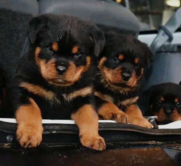 rottweiler male puppy for sale in goa