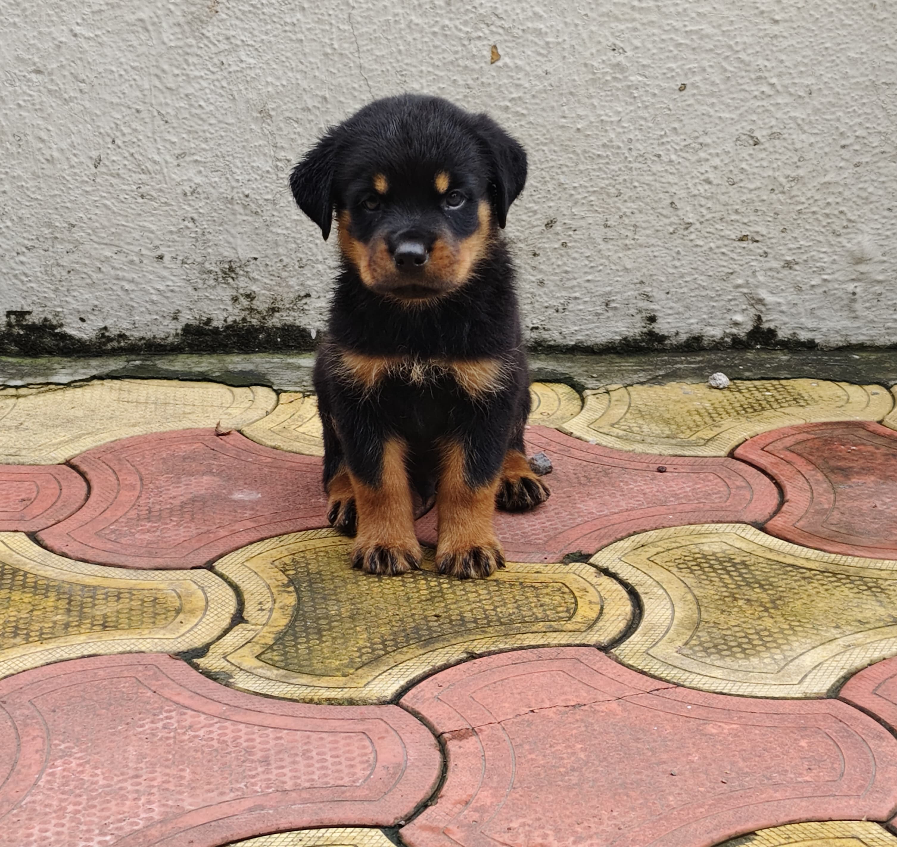 rottweiler puppies for sale online in jaipur