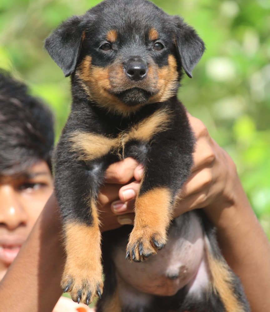 rottweiler dog breeder in jaipur
