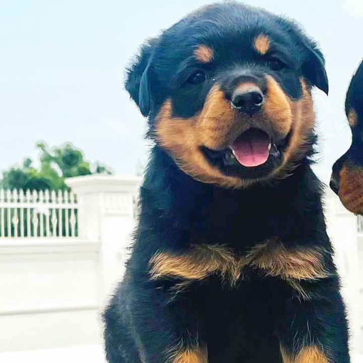 buy rottweiler puppies in jaipur