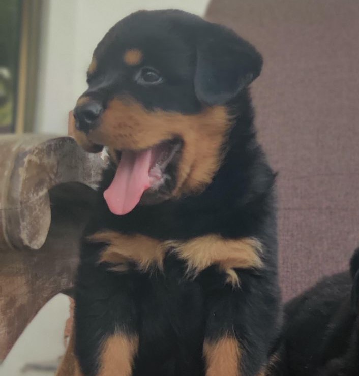 rottweiler pet shop in jaipur