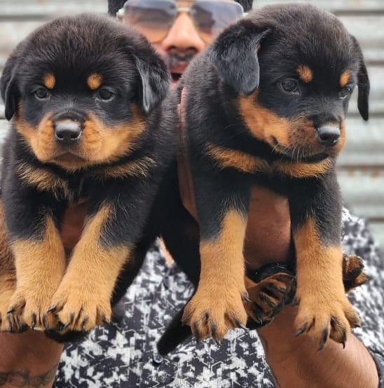 rottweiler dog price in jaipur