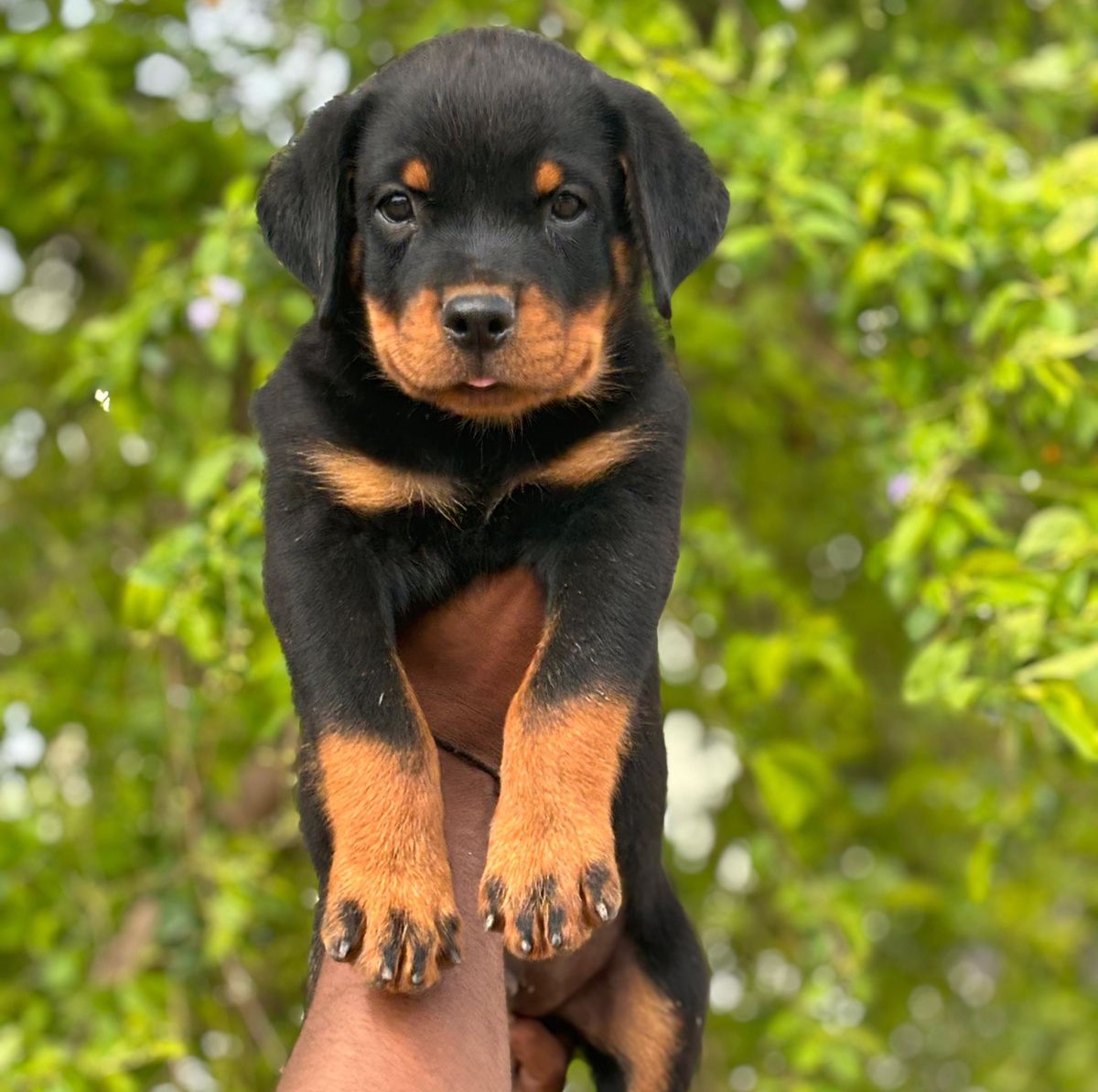 rottweiler dog price in vizag