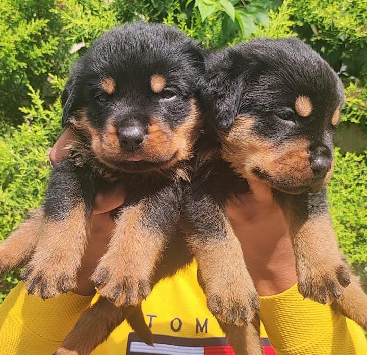 rottweiler pet shop in vizag