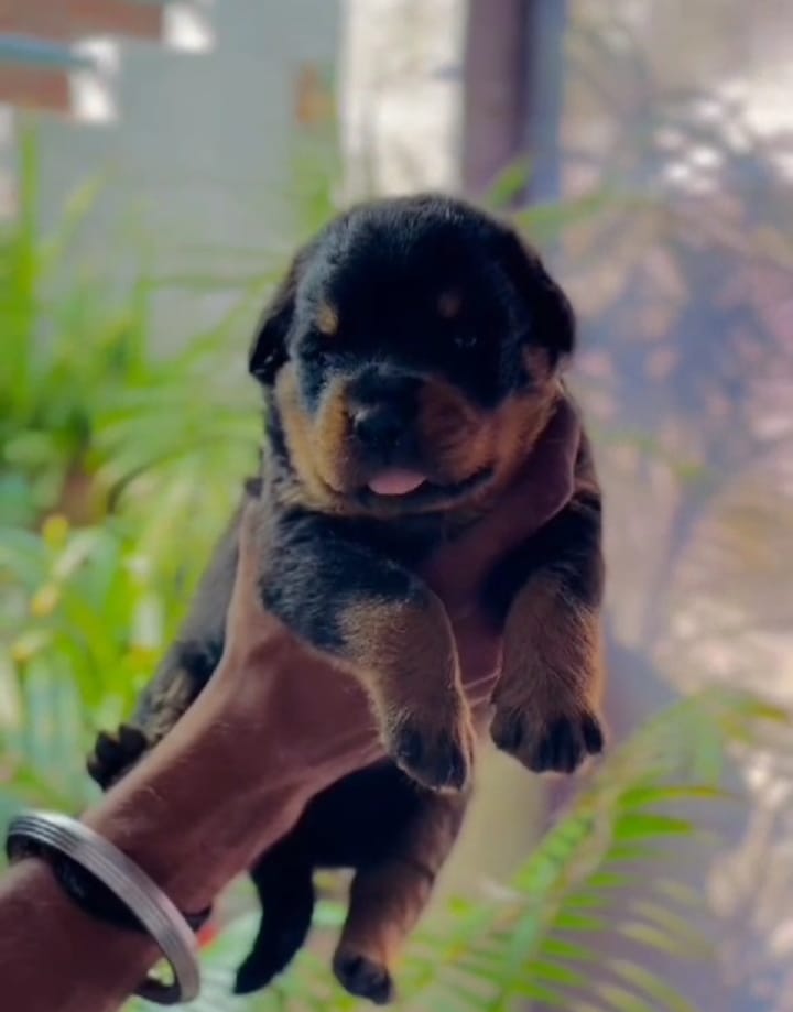 buy rottweiler puppy in vizag