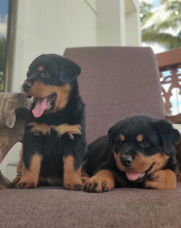 rottweiler puppies for sale online in vizag