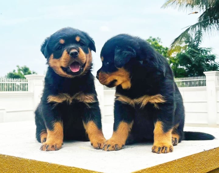 rottweiler puppy price in vizag