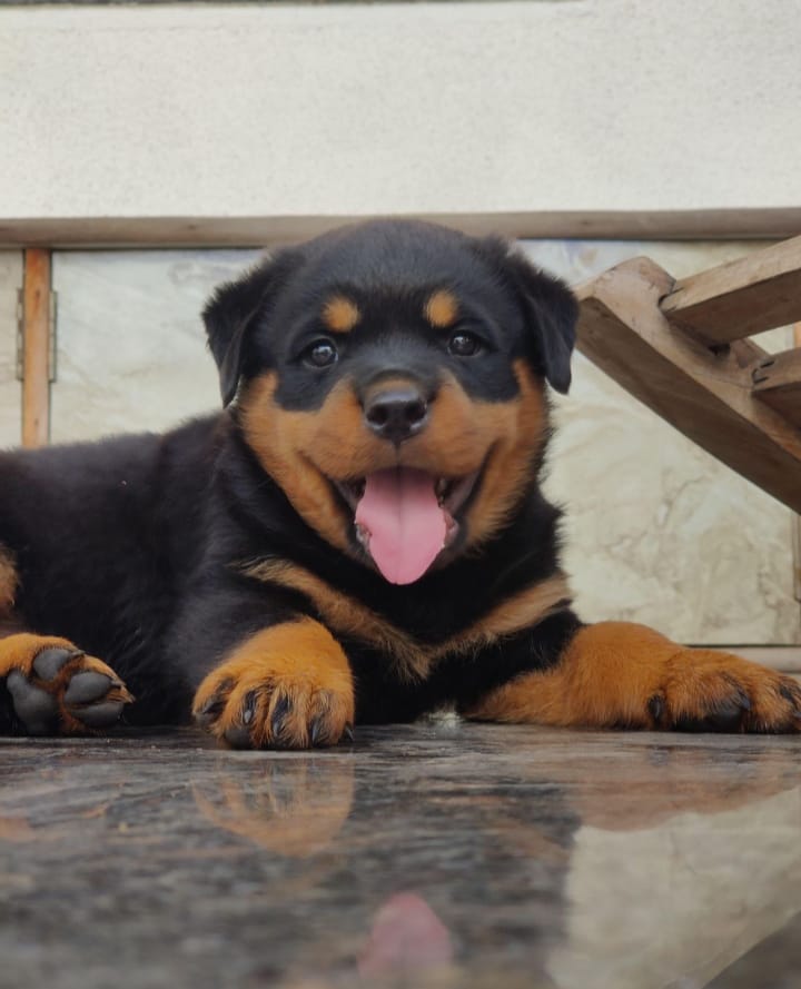 rottweiler male puppies for sale in vizag