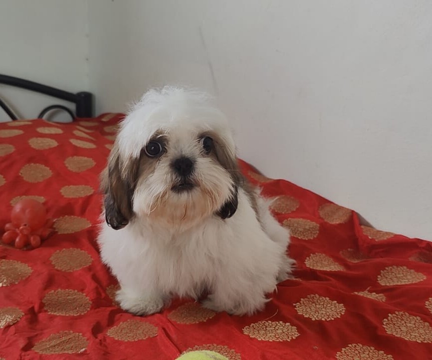 shih tzu puppies for sale online in mumbai