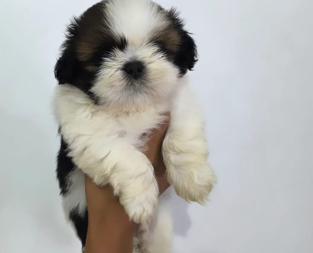 shih tzu dog breeder in mumbai