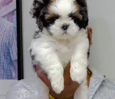 purebred shih tzu puppies for sale in mumbai