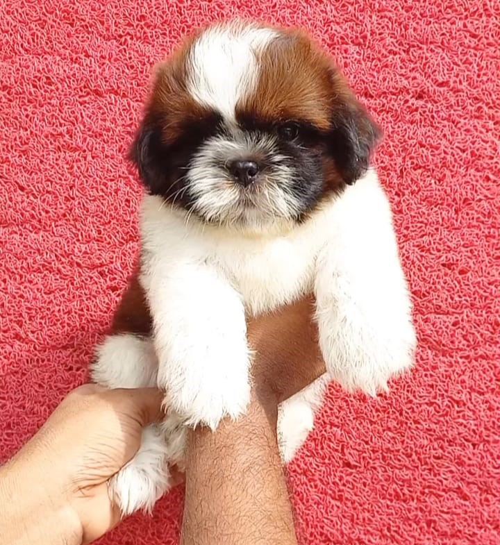 shih tzu dog price in mumbai