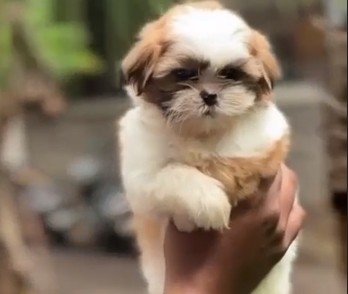 shih tzu pet shop in mumbai