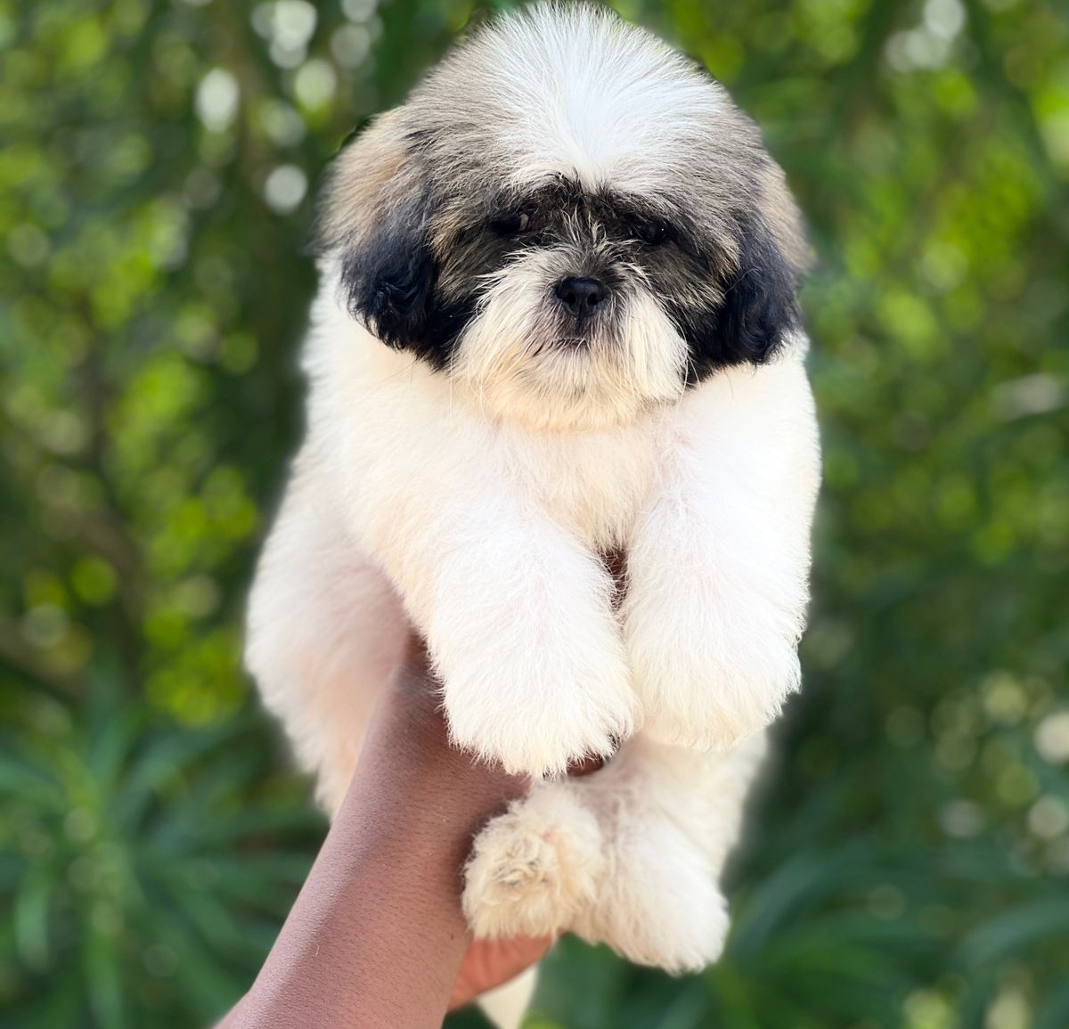 Shih Tzu male puppy price in Bangalore