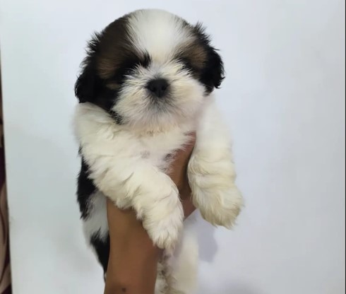 Shih Tzu dog price in Bangalore