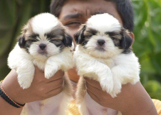 Shih Tzu dog for sale in Bangalore