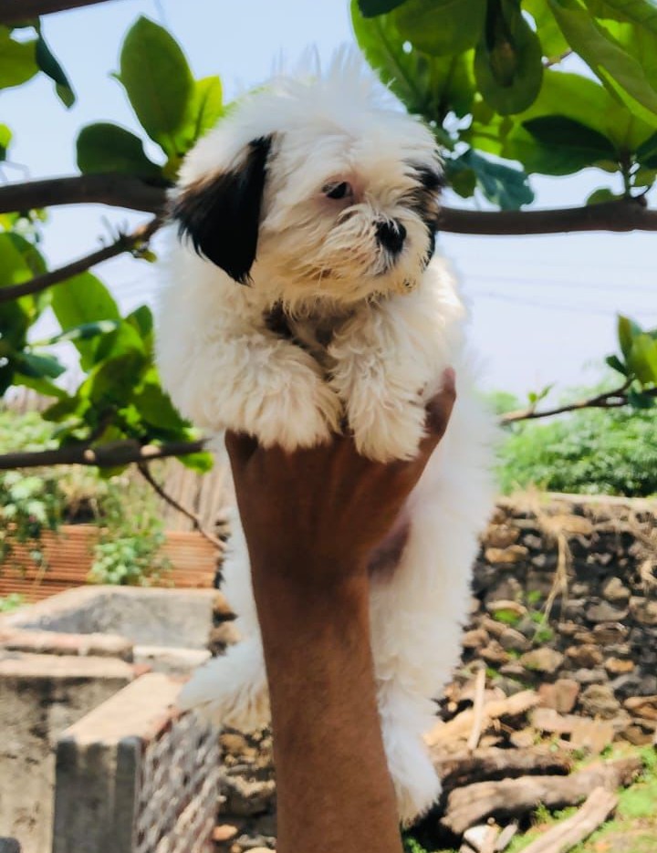 Shih Tzu dog kennel in Bangalore