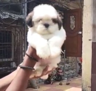 shih tzu dog price in pune