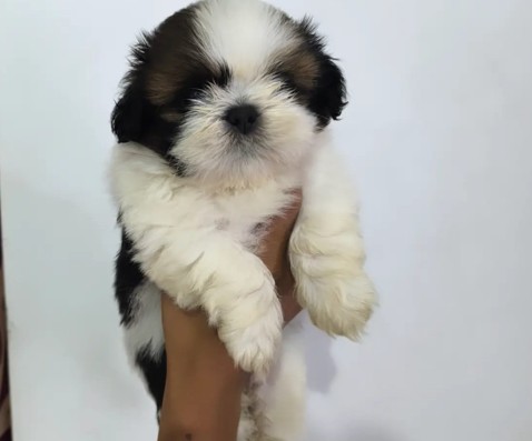 shih tzu pet shop in pune