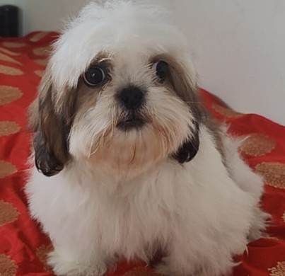 champion lineage shih tzu puppy price in pune