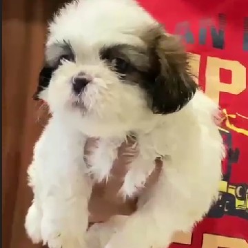 pure bred shih tzu puppies for sale in pune