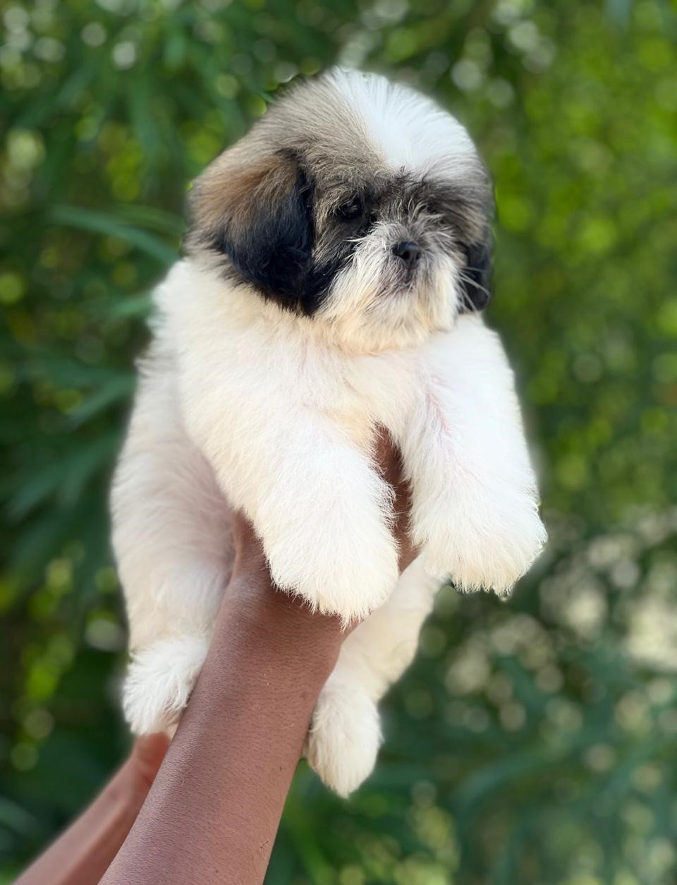 shih tzu dog breeder in kolkata