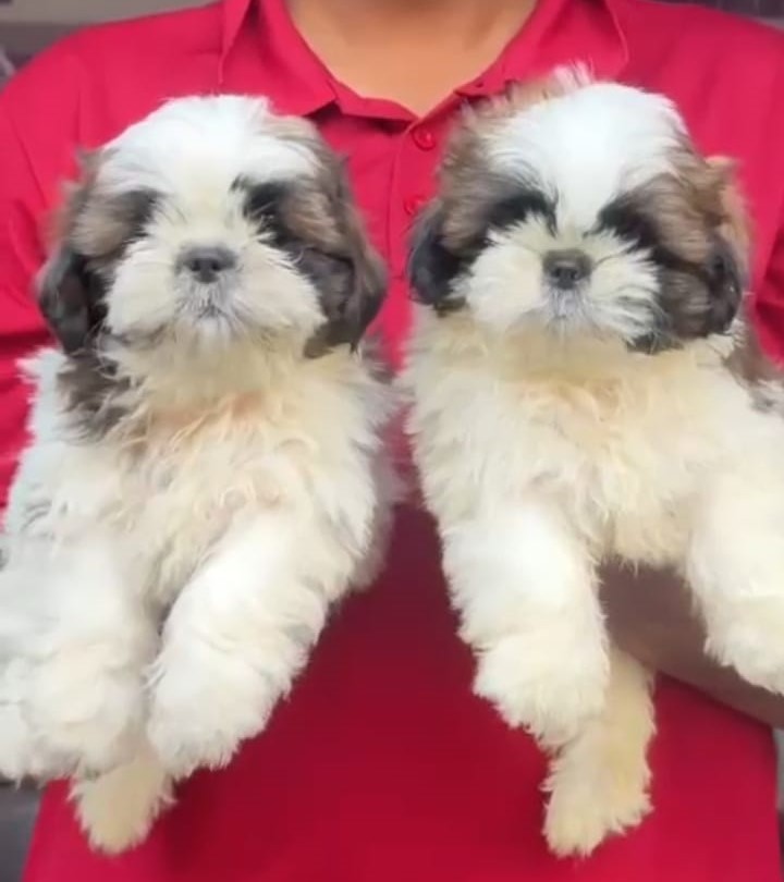 shih tzu male puppies price in kolkata