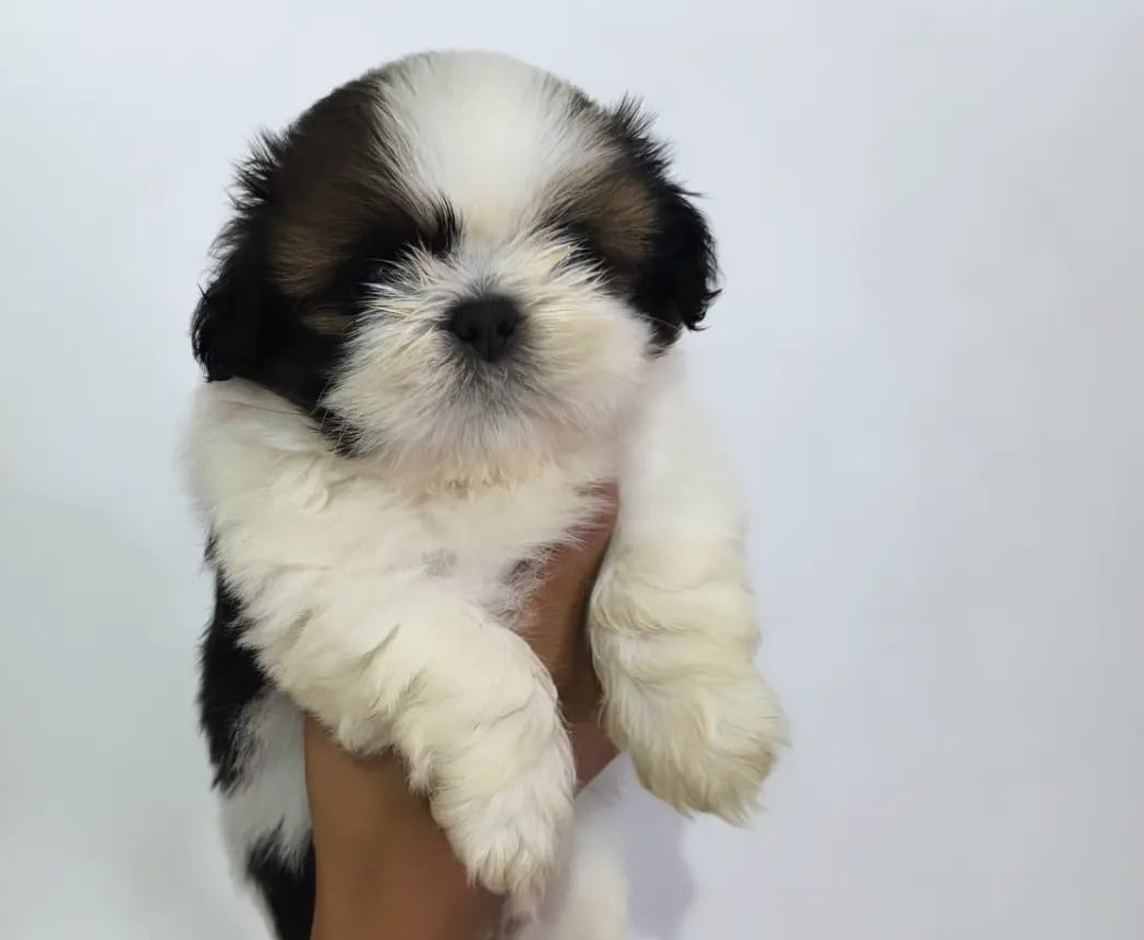 shih tzu puppies for sale online in hyderabad