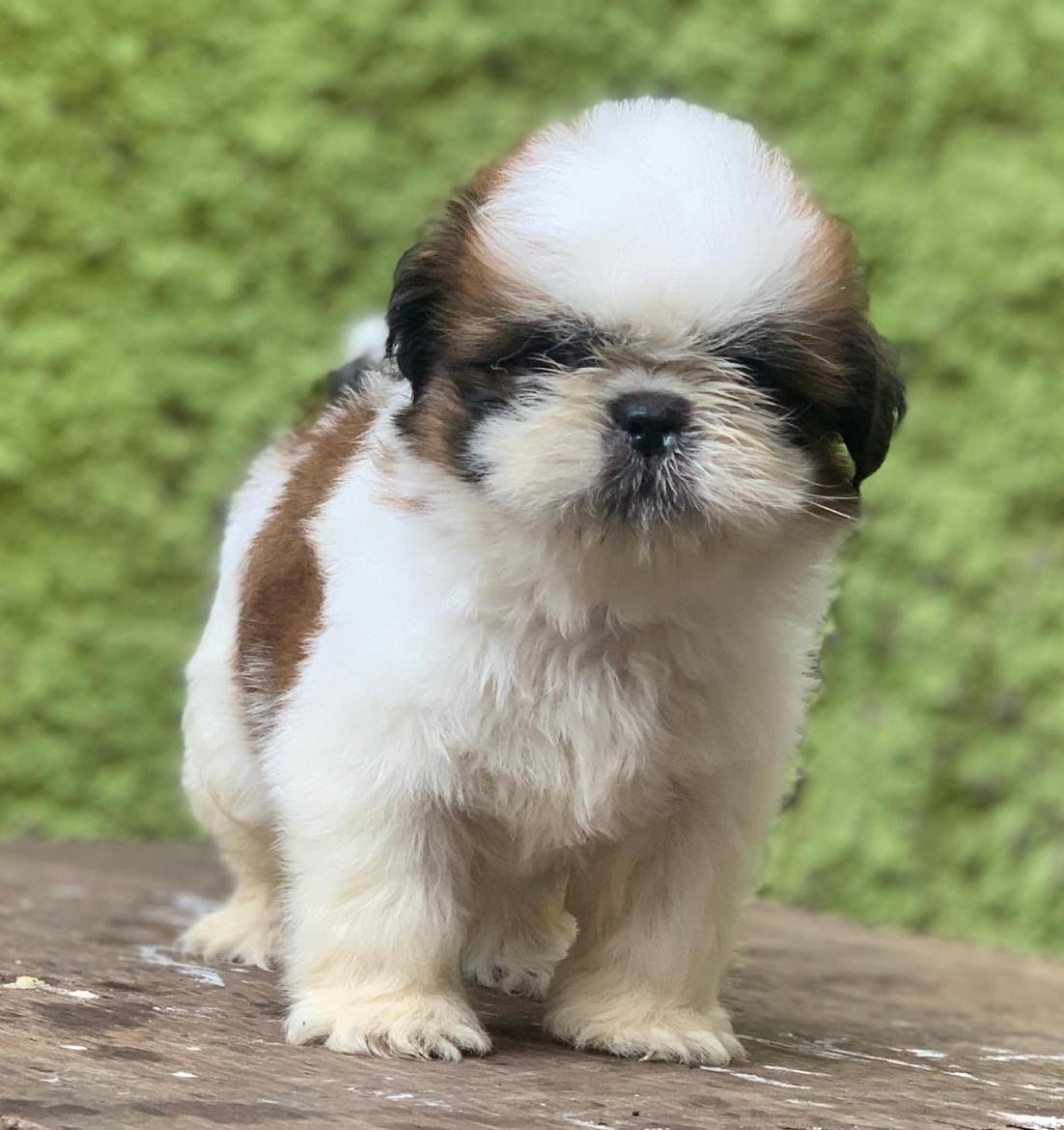 shih tzu dog breeder in hyderabad