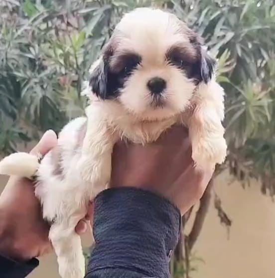 buy shih tzu puppy in hyderabad