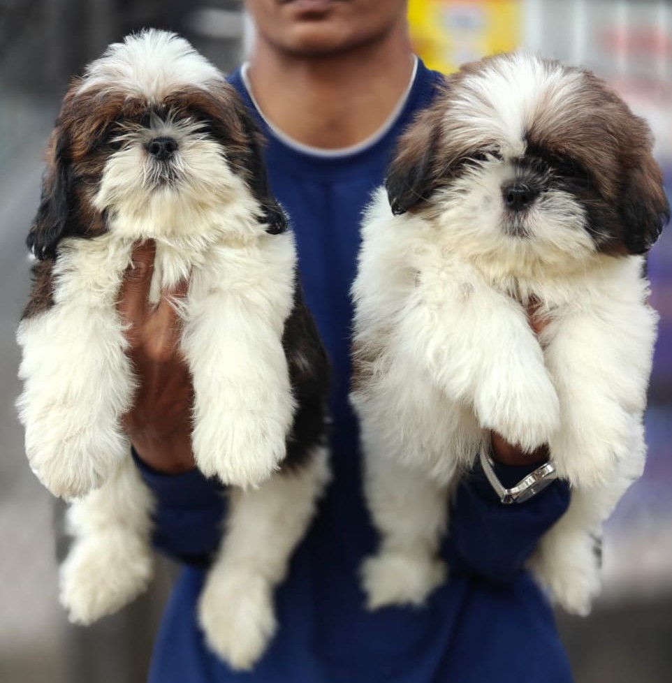 shih tzu pet shop in hyderabad